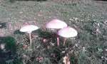 Natur